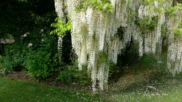 Bois des Moutiers (6) Juin 2012